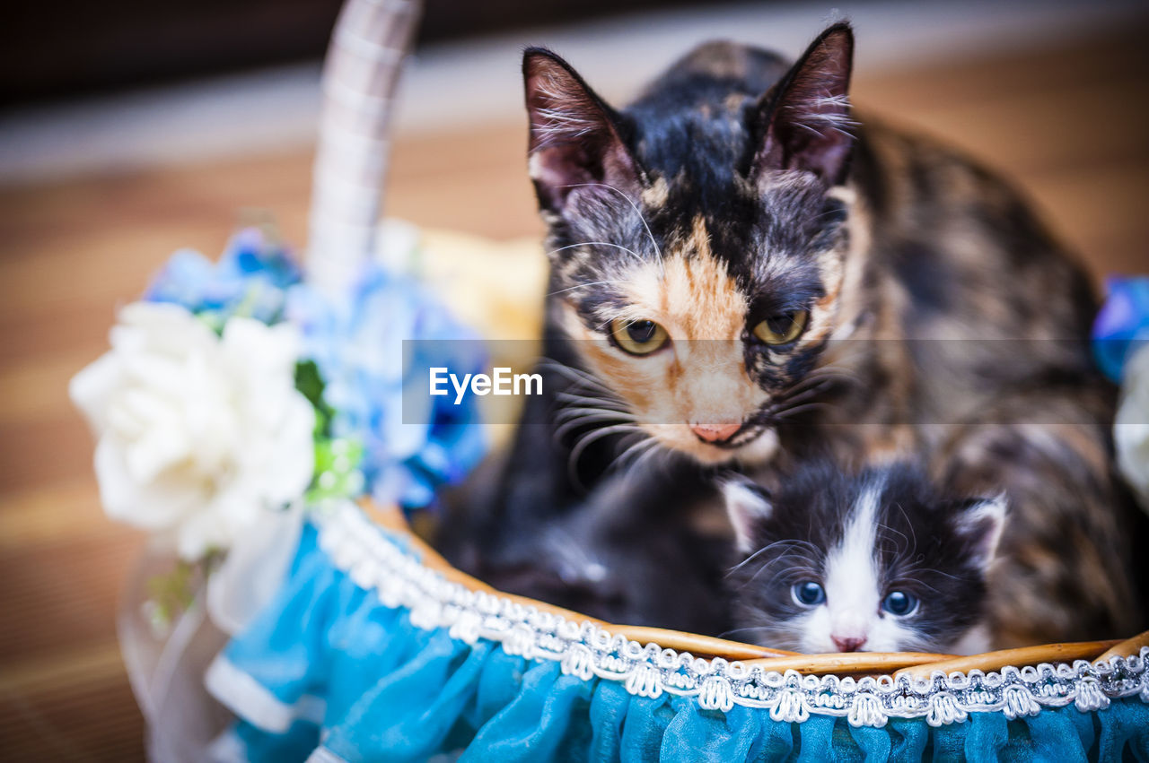 Close-up of cats in basket