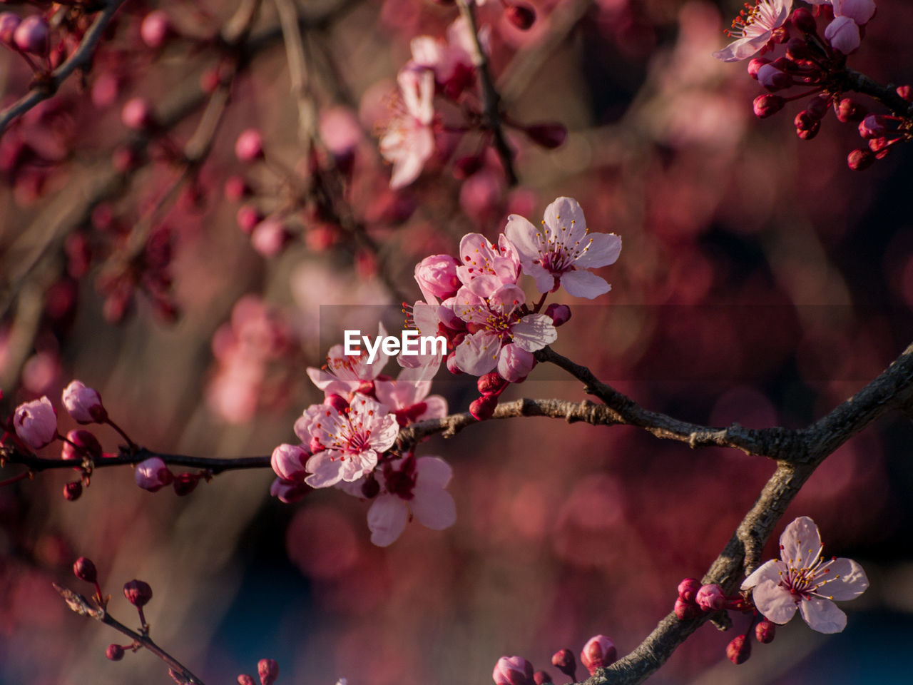 CLOSE-UP OF PINK FLOWERS ON TREE