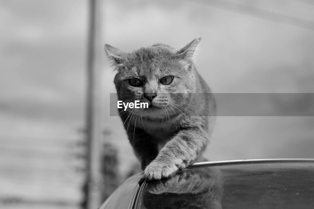 Close-up portrait of cat against blurred background