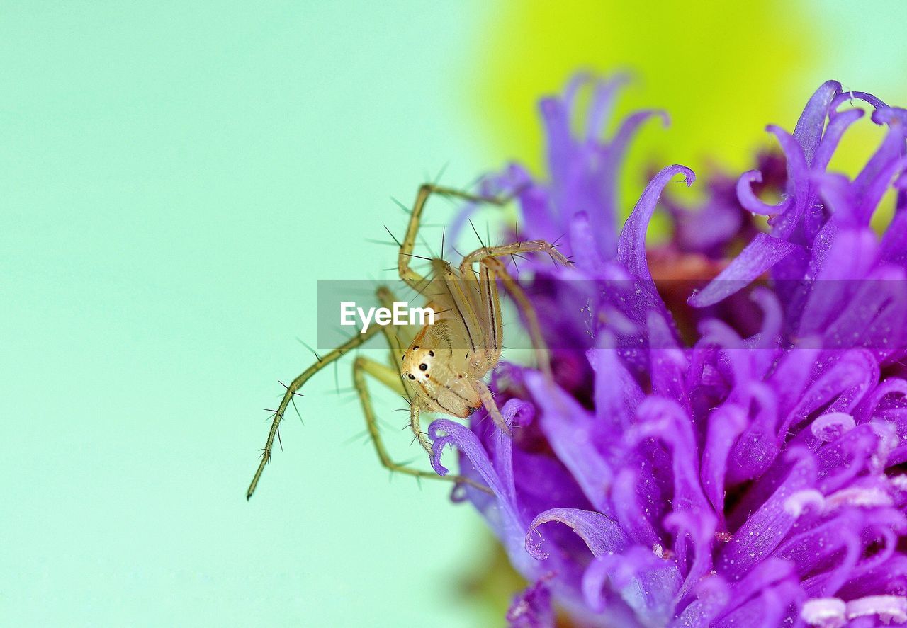 CLOSE-UP OF HONEY BEE ON PURPLE FLOWER