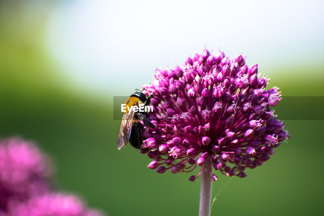 CLOSE-UP OF HONEY BEE ON PINK FLOWER