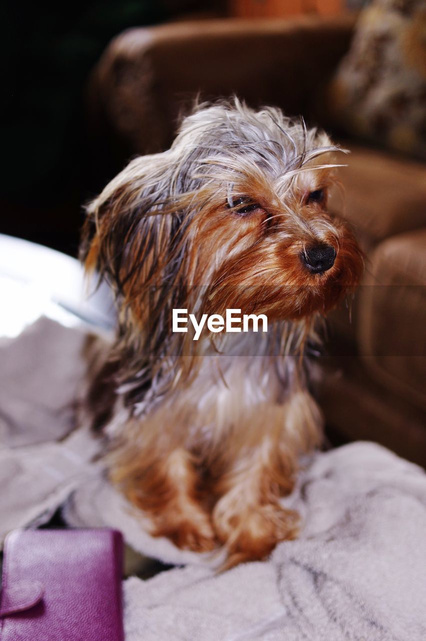 CLOSE-UP OF DOG RELAXING AT HOME