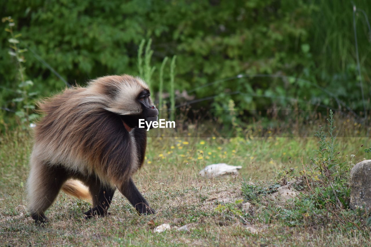 Gelada on grassy field