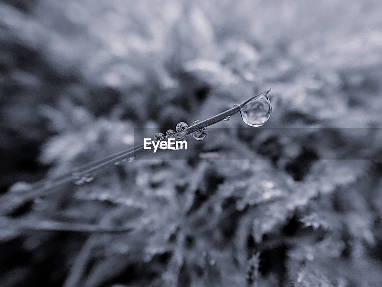 Close-up of wet plant during rainy season