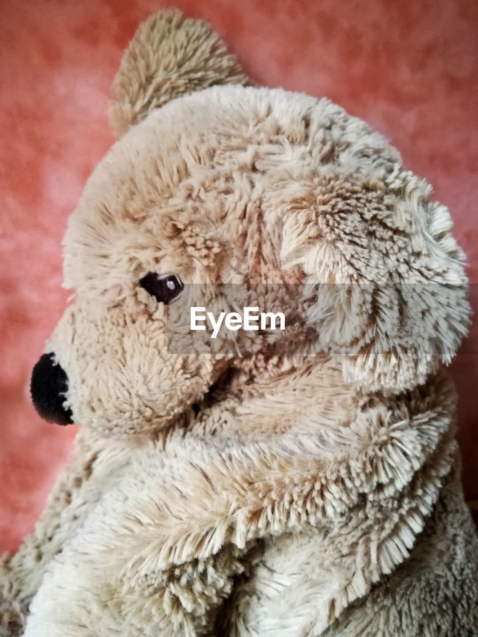 CLOSE-UP OF TEDDY BEAR ON STUFFED TOY