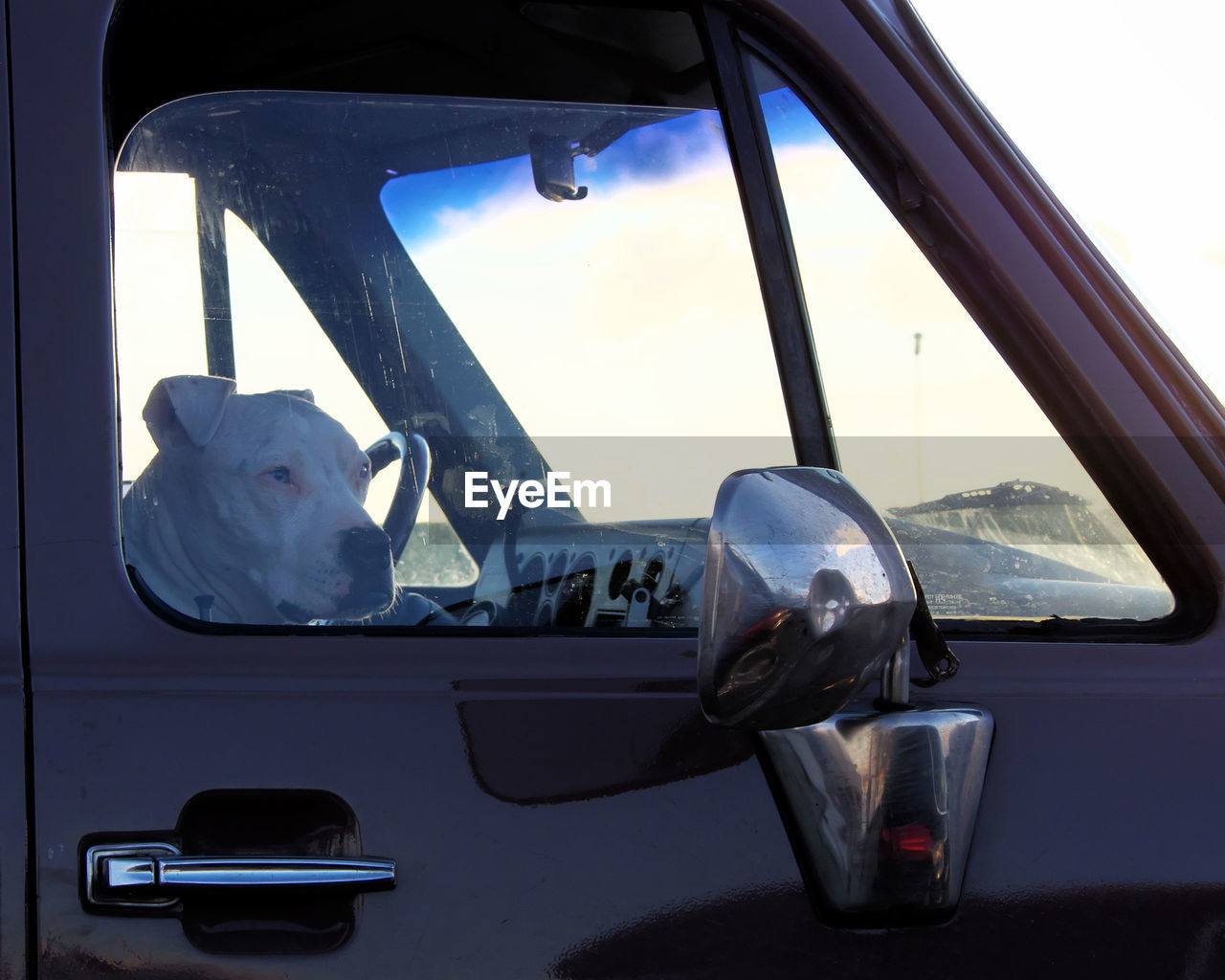 Close-up of dog in car