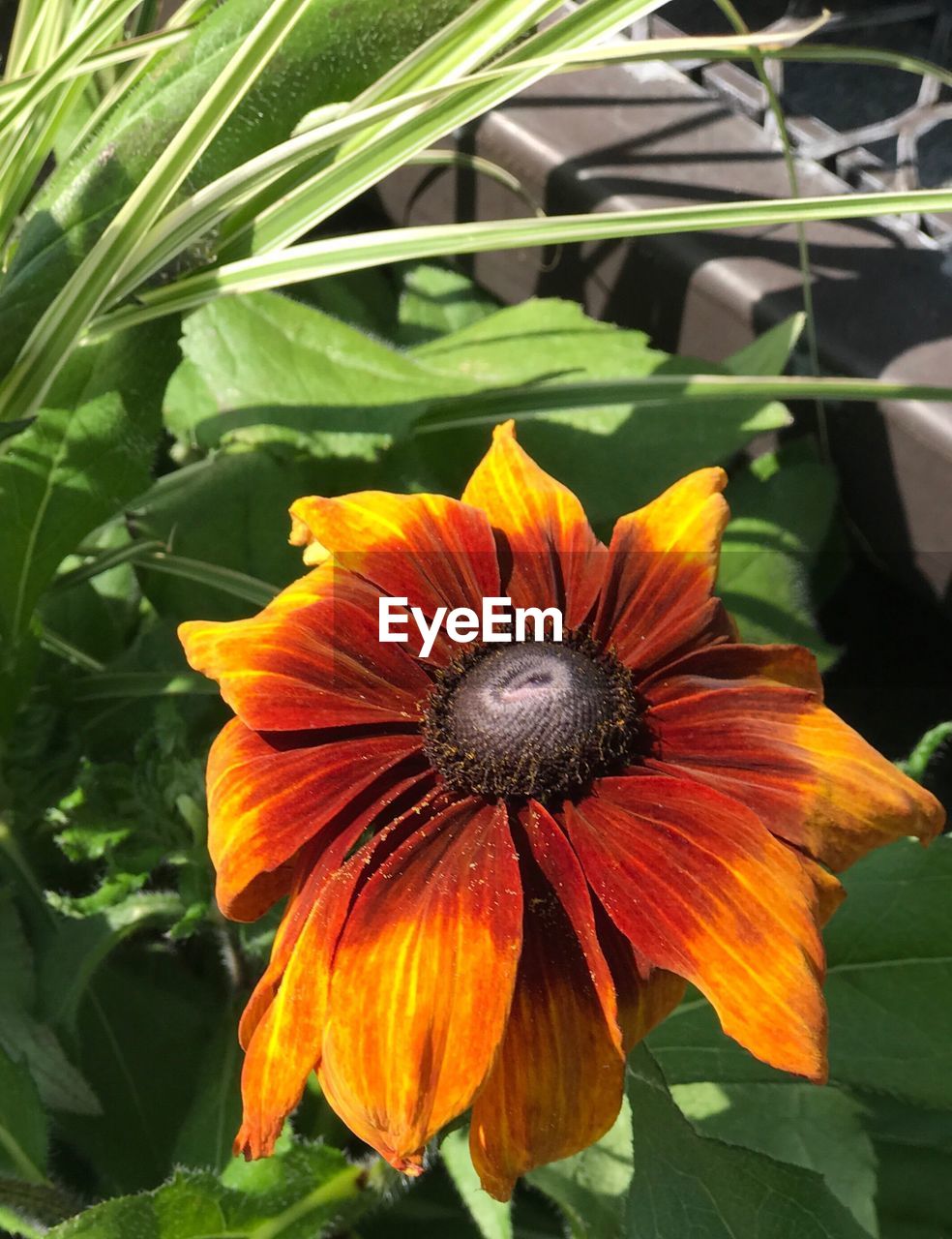 CLOSE-UP OF ORANGE FLOWER BLOOMING IN PLANT