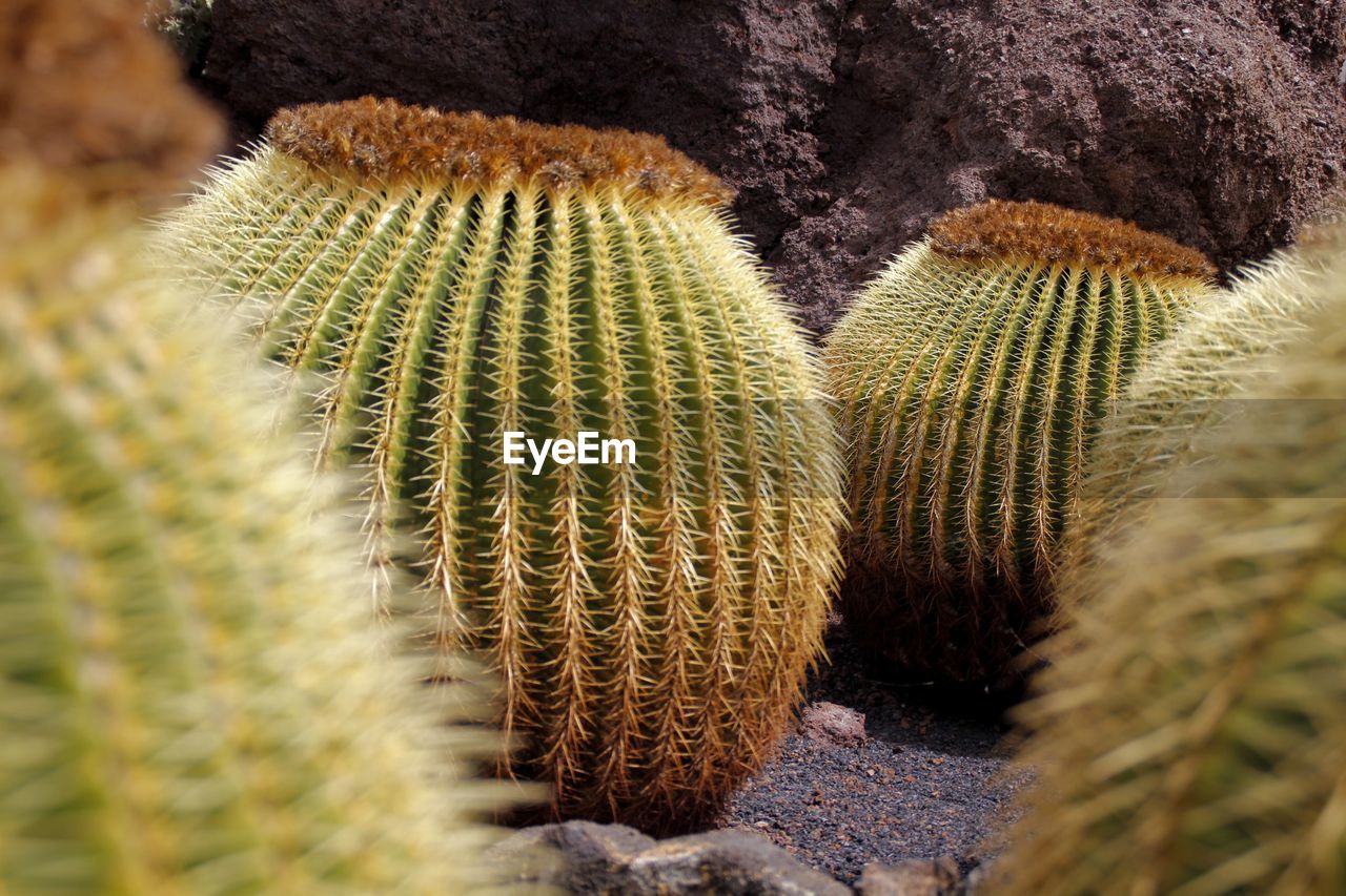 Close-up of succulent plant or cactus 