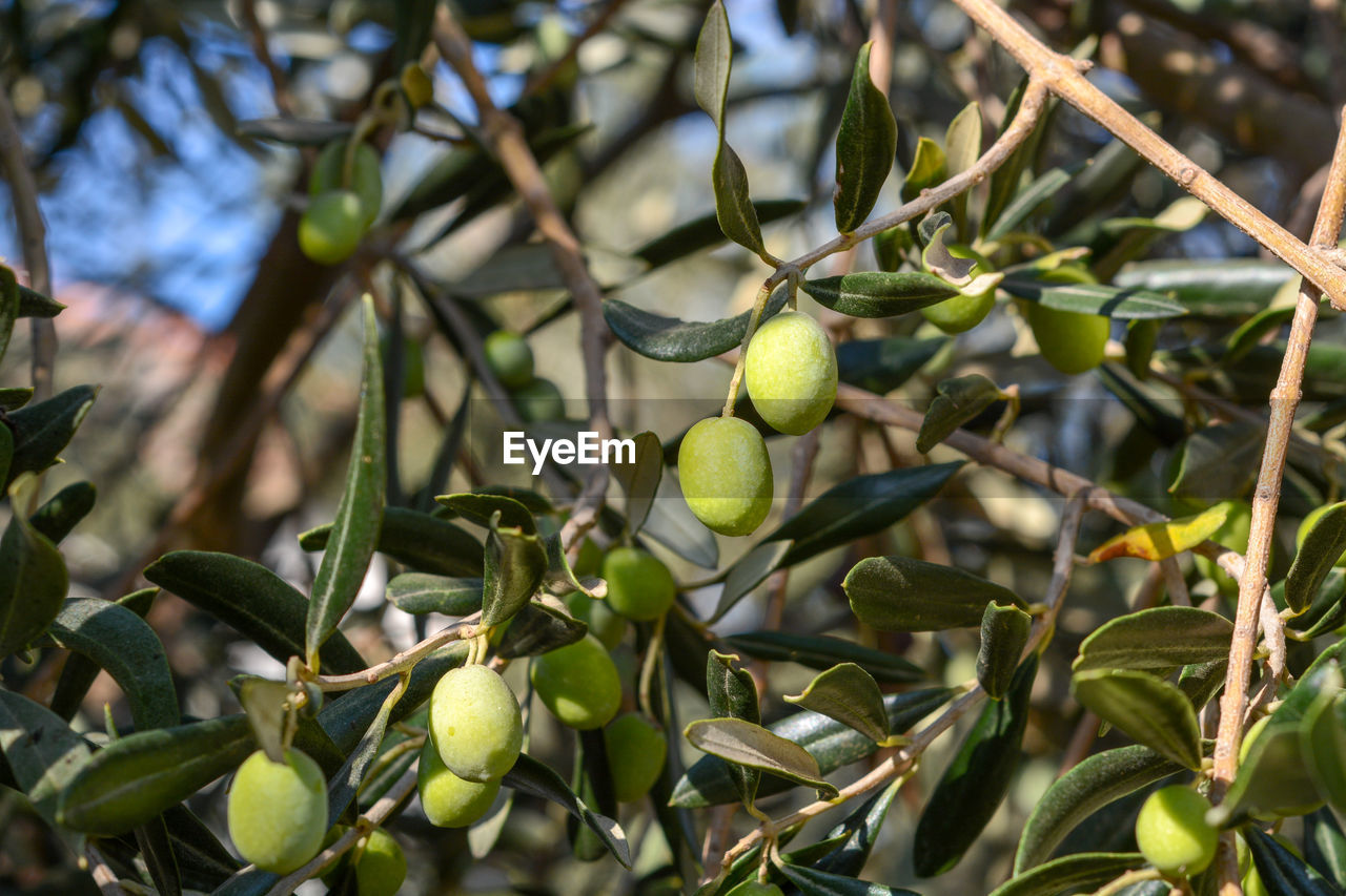 CLOSE-UP OF BERRIES ON TREE