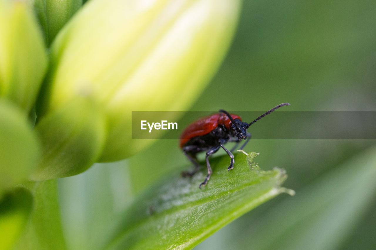 INSECT ON LEAF