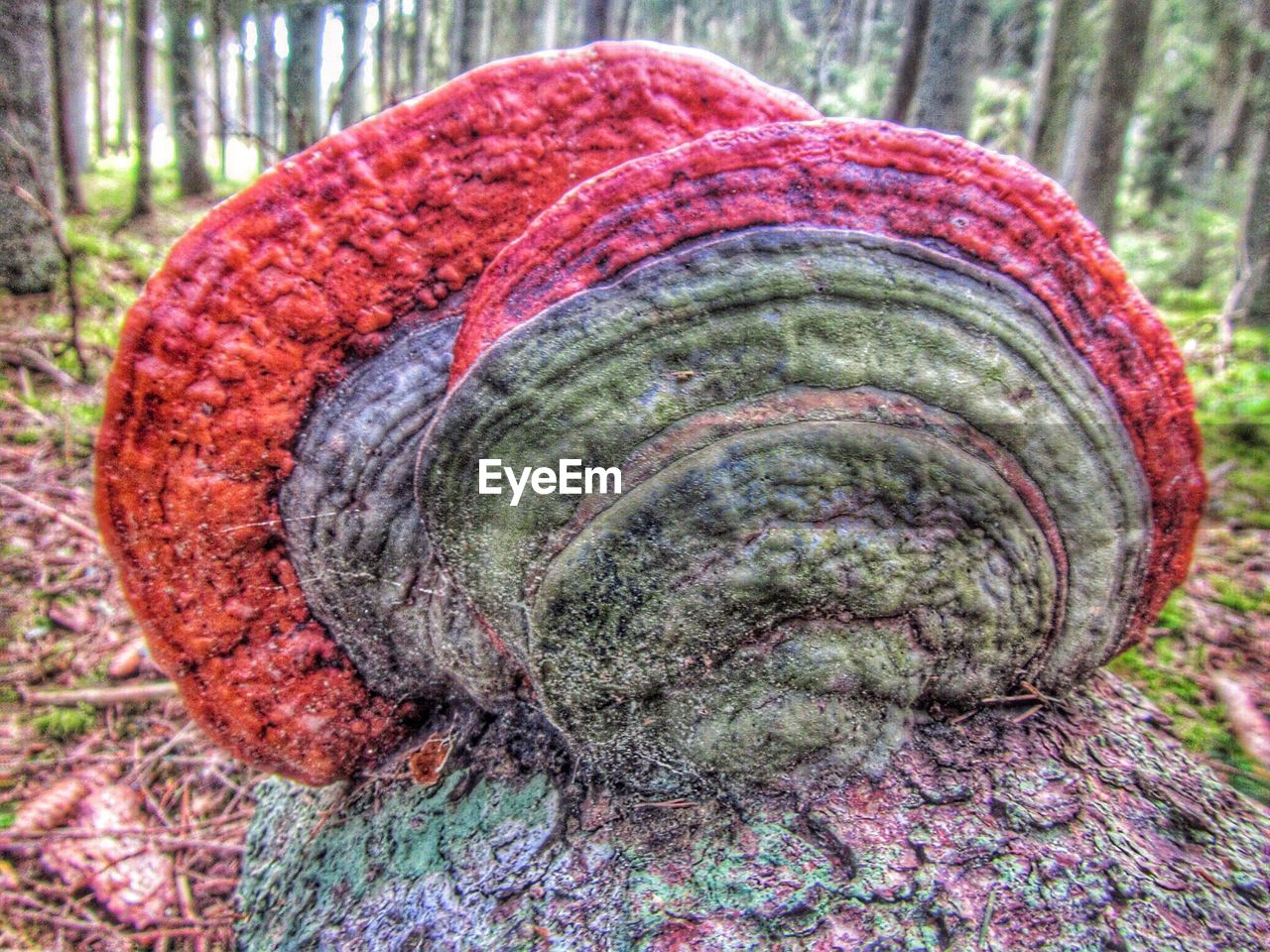 CLOSE-UP OF SNAIL ON RED SURFACE