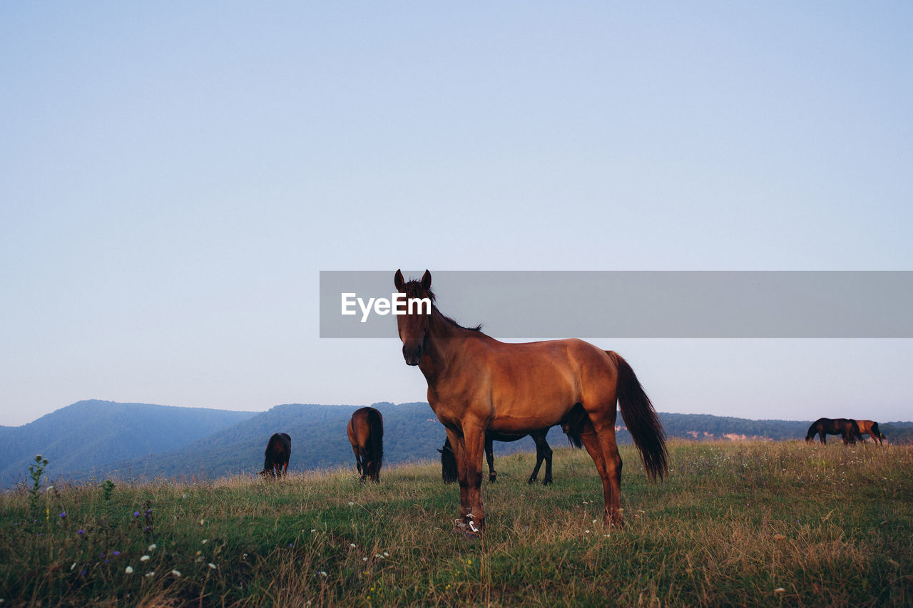 View of horses on grazing on field against sky