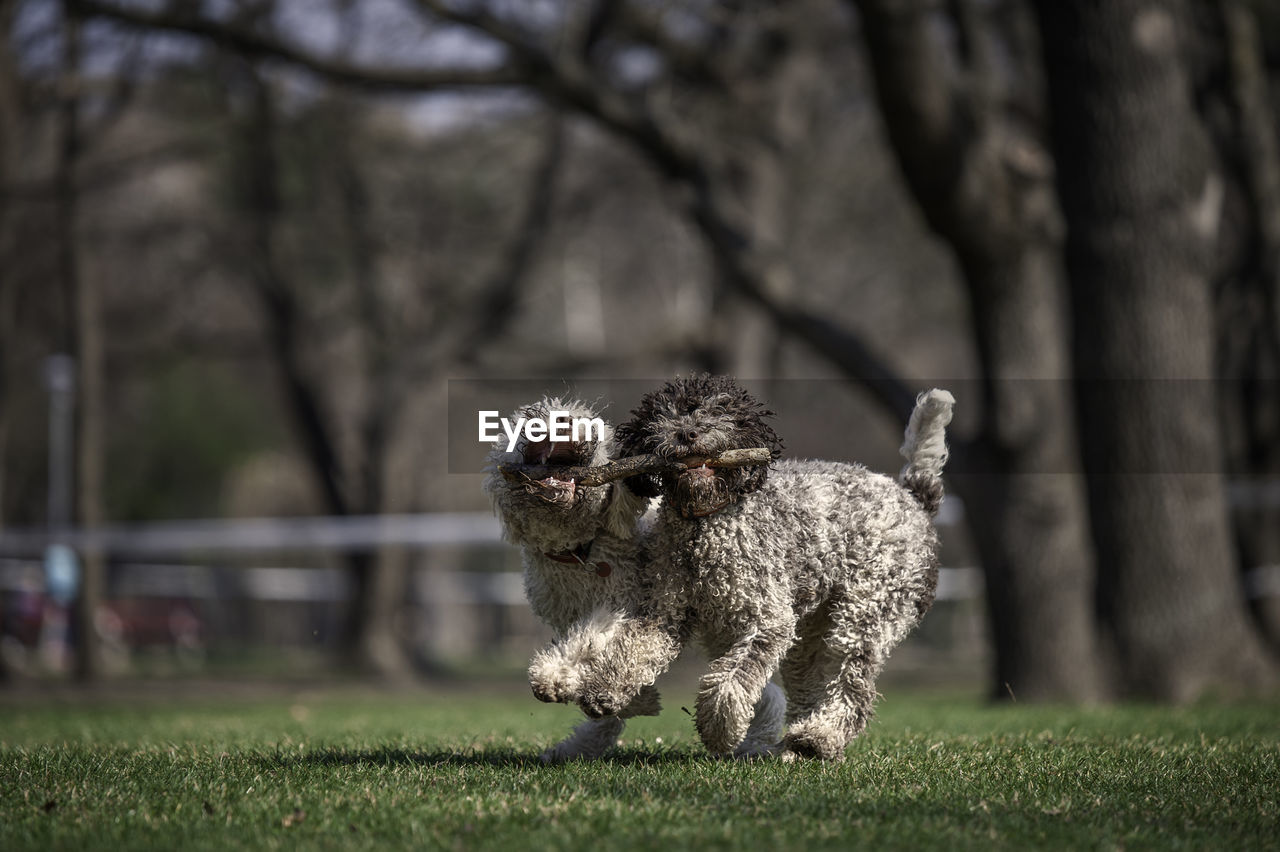 VIEW OF SMALL DOG ON FIELD