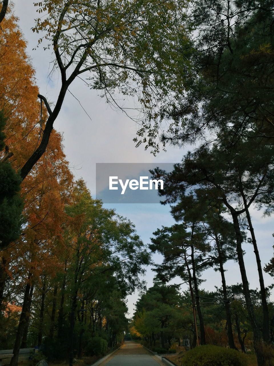 Low angle view of trees by road in forest against sky