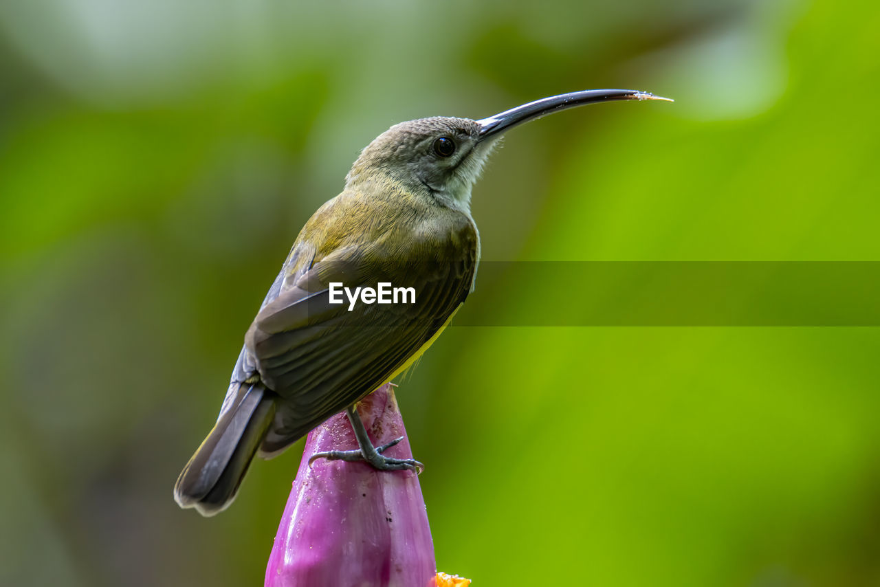 CLOSE-UP OF A BIRD PERCHING ON PLANT