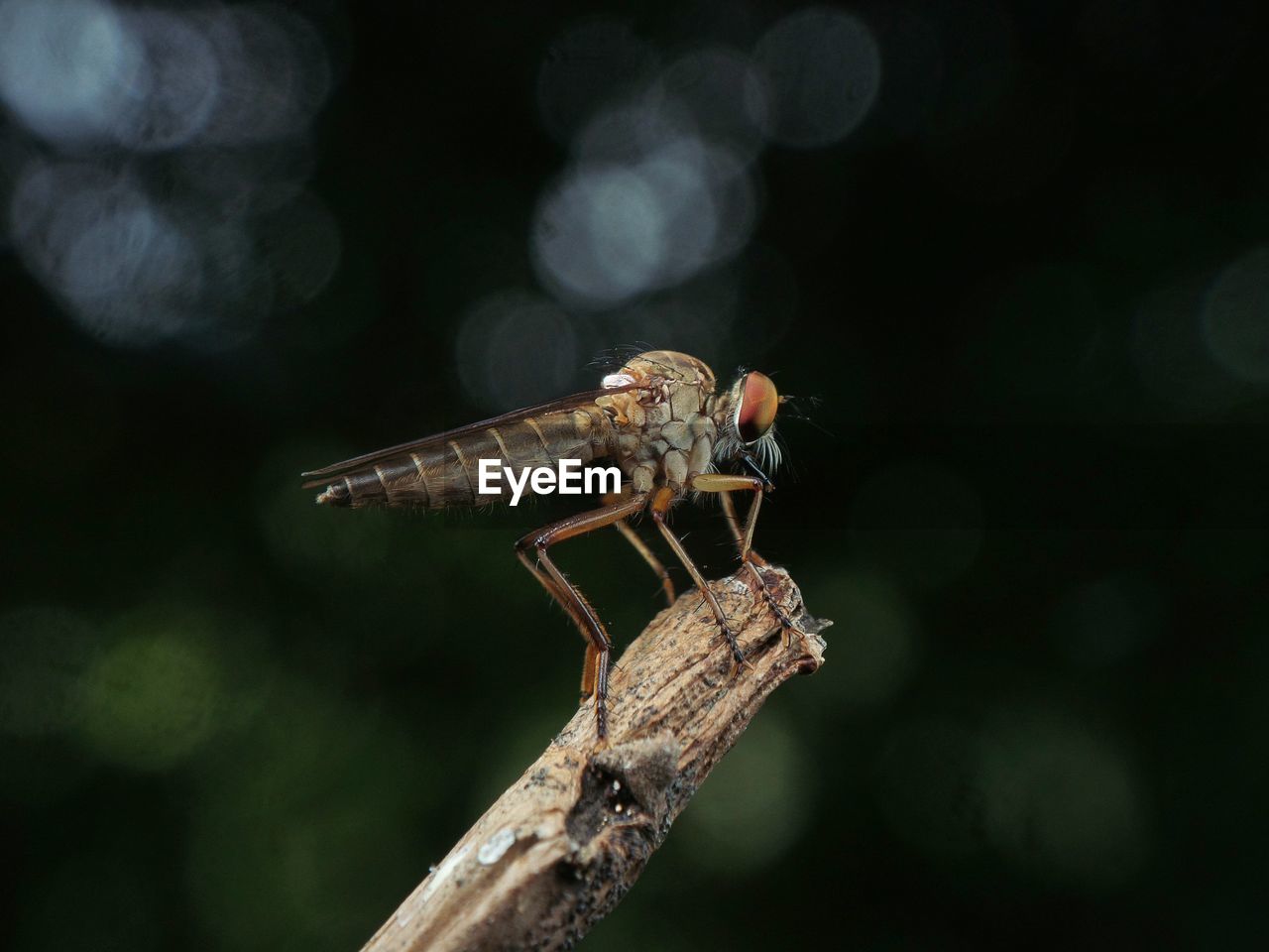 CLOSE-UP OF INSECT ON BRANCH