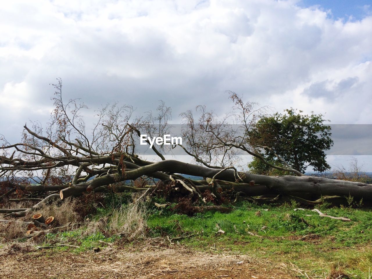 Fallen trees on field against cloudy sky