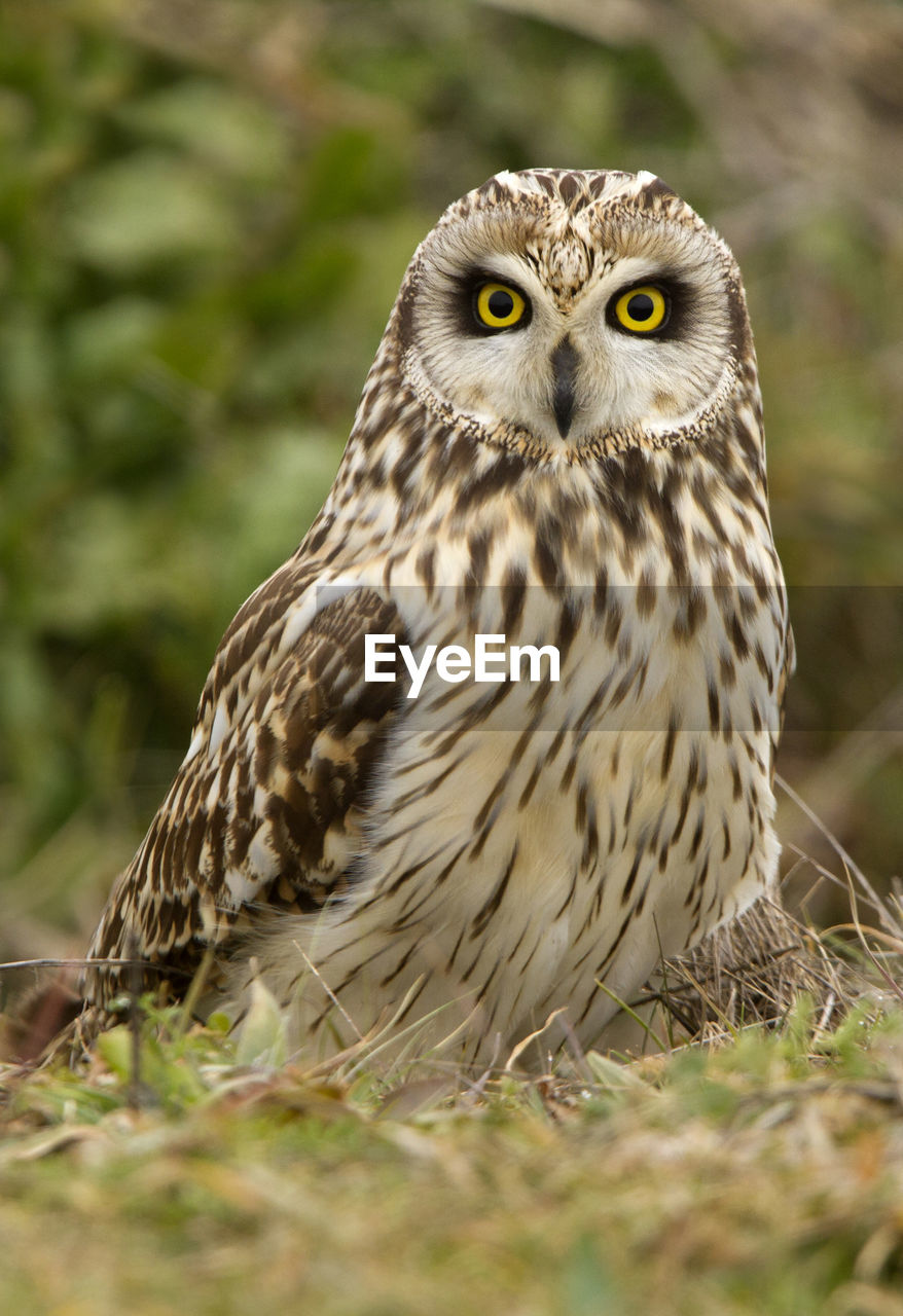 CLOSE-UP PORTRAIT OF OWL