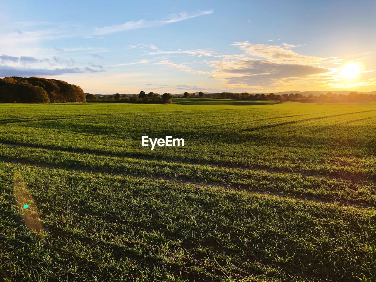 Scenic view of agricultural field against sky during sunset