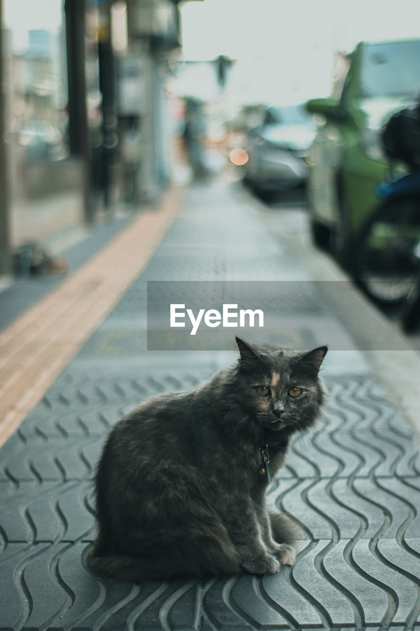 CAT SITTING ON STREET