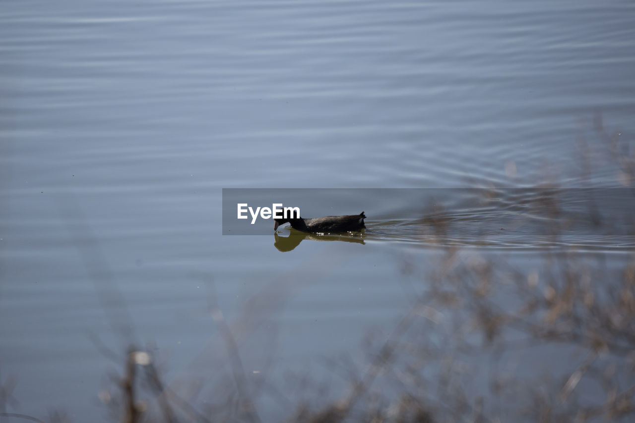 animal themes, water, wildlife, animal wildlife, one animal, animal, lake, reflection, nature, bird, no people, duck, day, winter, water bird, waterfront, swimming, outdoors, ducks, geese and swans, wing