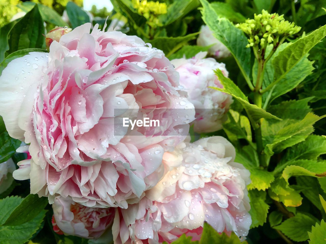 Close-up of pink rose flower