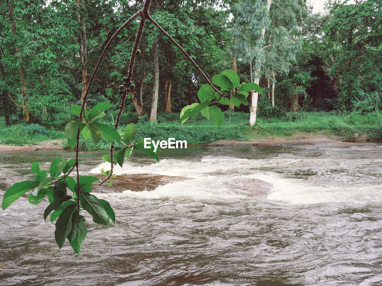 SCENIC VIEW OF RIVER FLOWING THROUGH FOREST