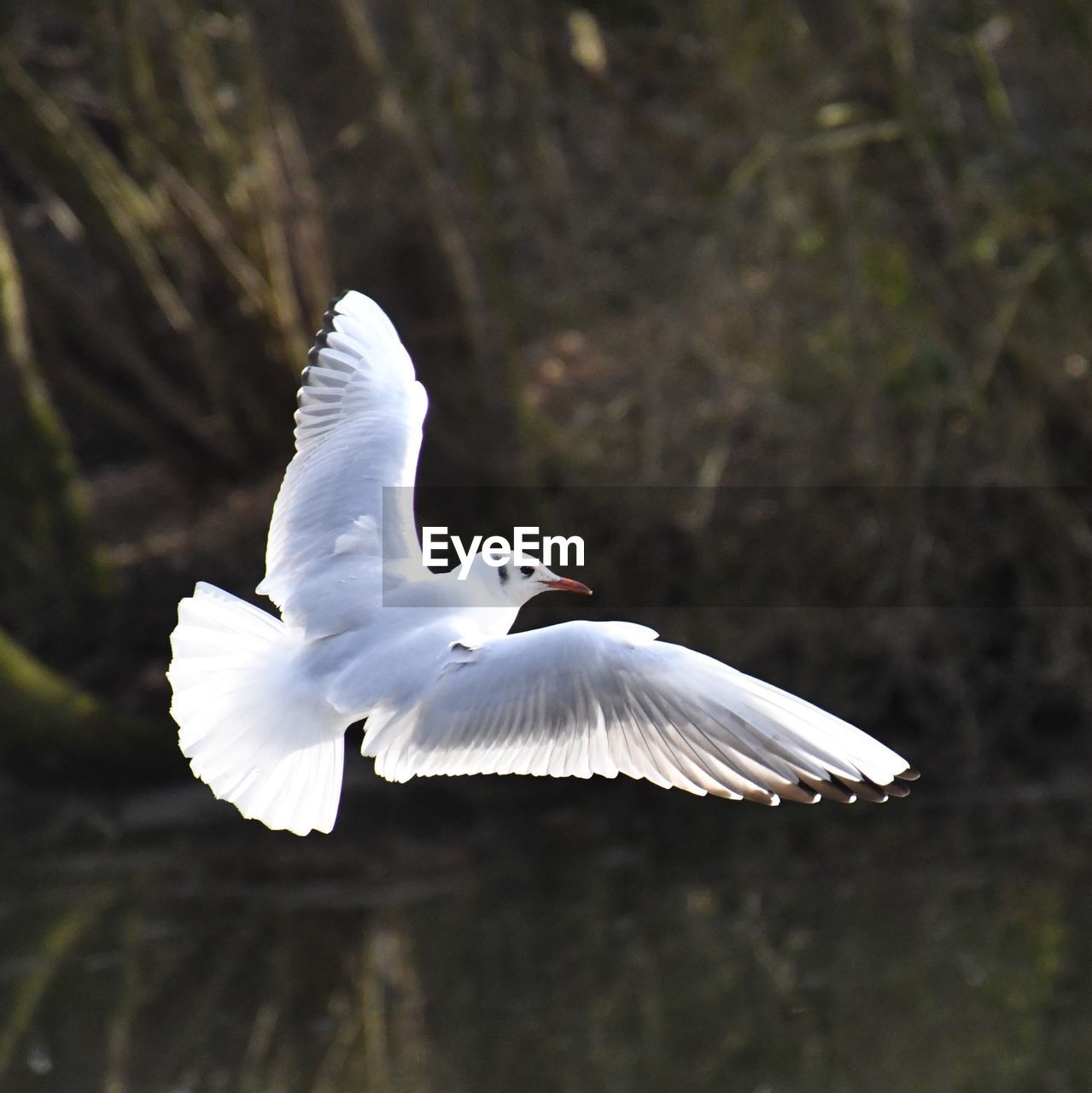 CLOSE-UP OF BIRD FLYING OVER WHITE BACKGROUND