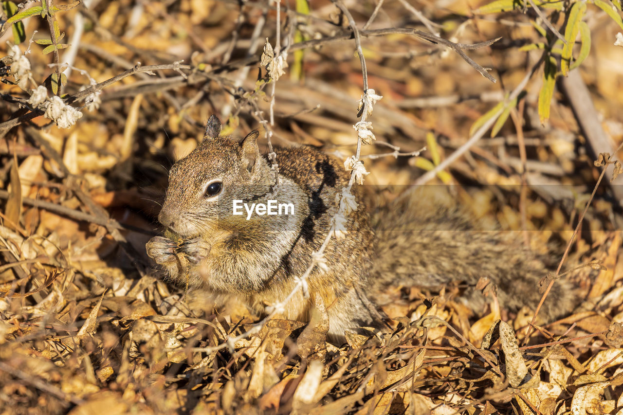 Close-up of squirrel