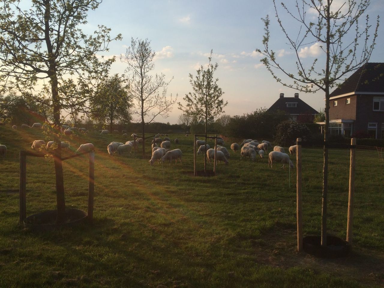 Flock of sheep grazing at pasture