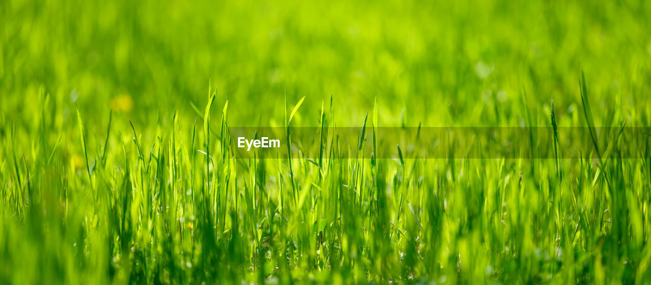 Lawn with green lush grass in the park on a spring day, banner