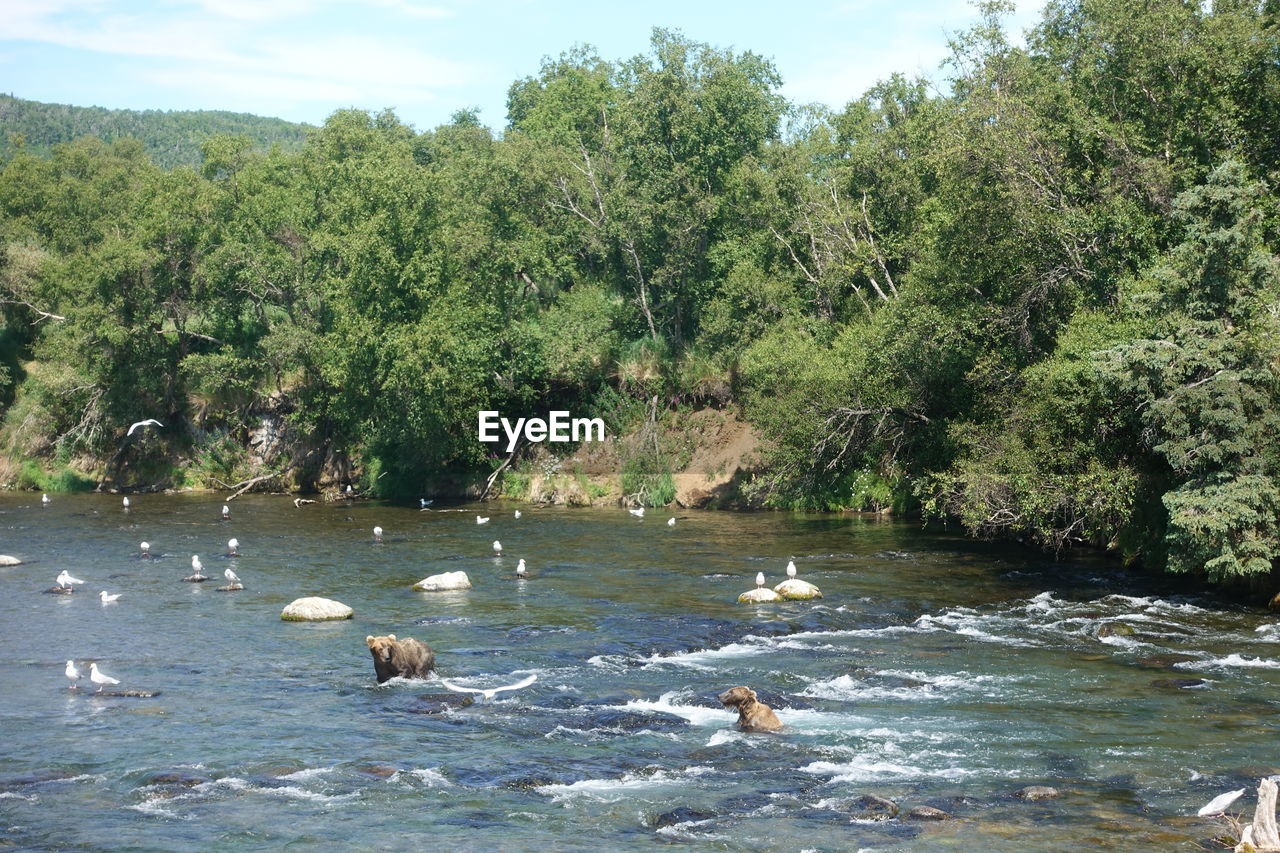 DUCKS IN LAKE