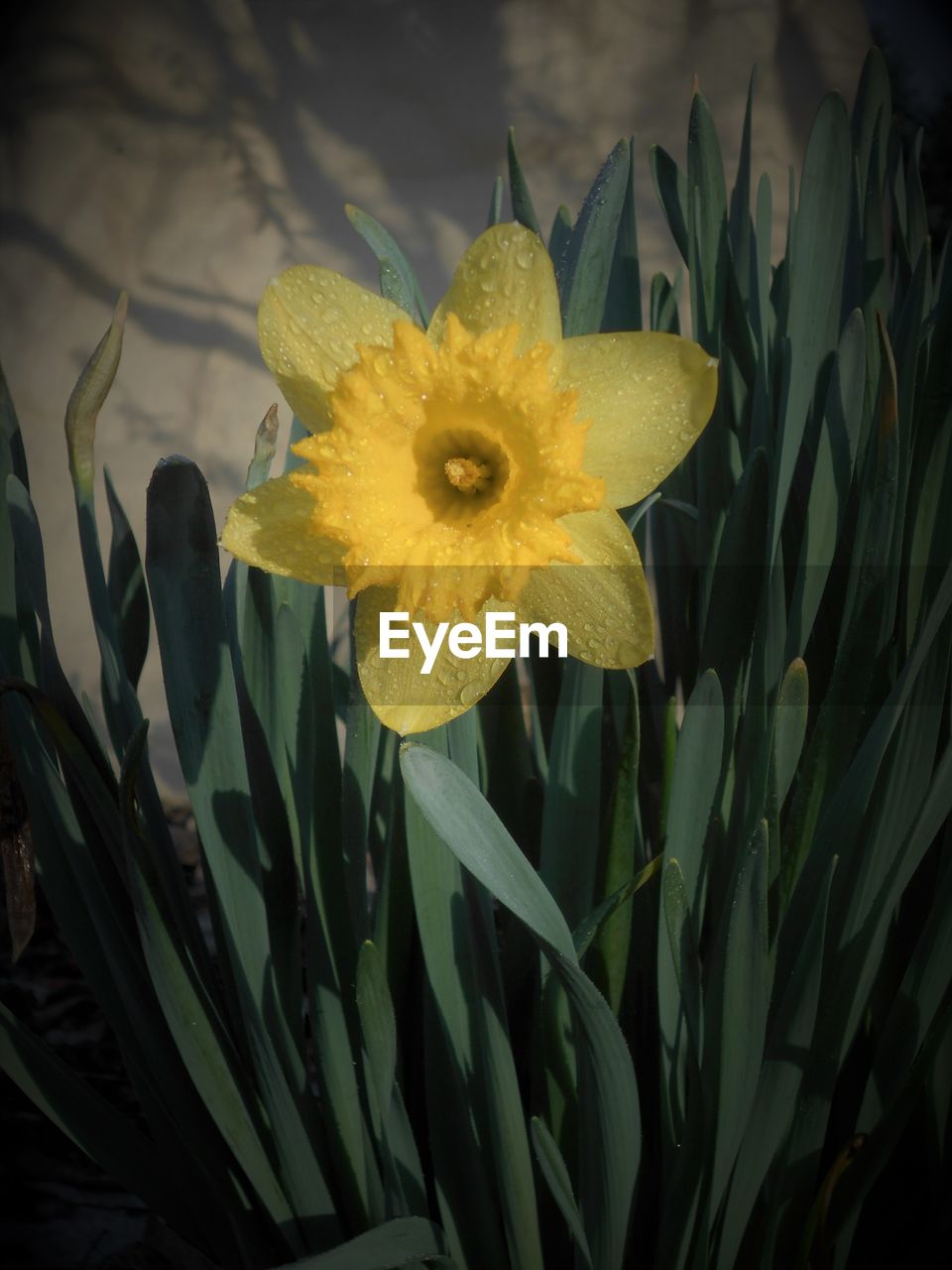 CLOSE-UP OF YELLOW FLOWERS BLOOMING