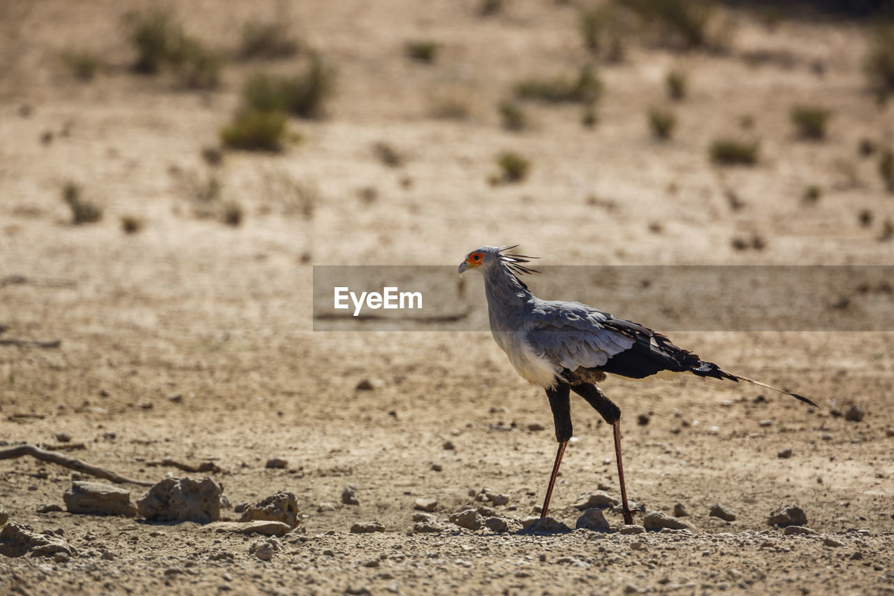 VIEW OF A BIRD ON SAND