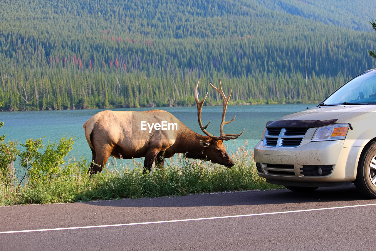 A elk bull along the highway as tourist vehicles stop dangerously close to it.