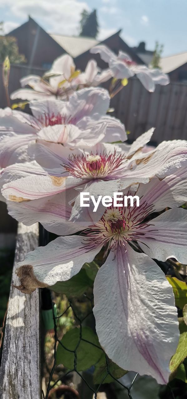 flower, plant, flowering plant, freshness, beauty in nature, blossom, nature, close-up, fragility, growth, focus on foreground, no people, day, spring, petal, flower head, tree, outdoors, inflorescence, sky, springtime, sunlight, pollen, pink, leaf