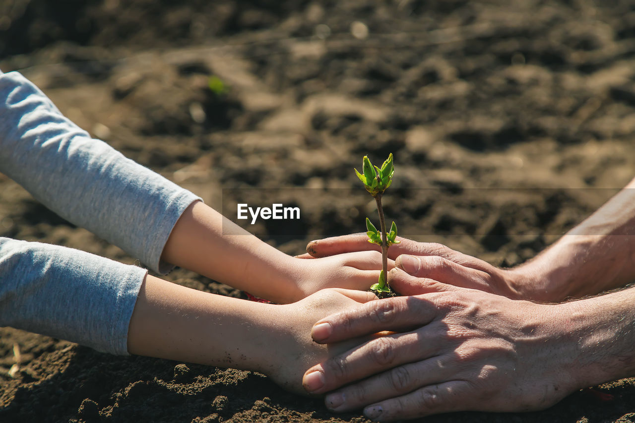 Close-up of woman hand holding plant