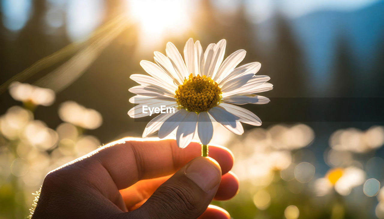 Male hand holding a flower between his fingers. flowery meadow, natural panorama in the background