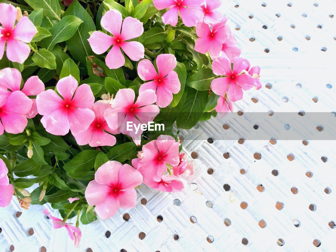 High angle view of pink flowering plants