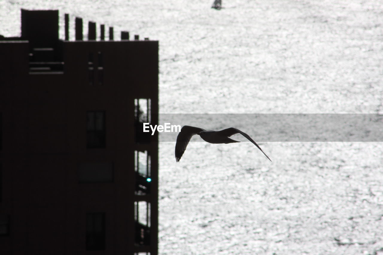 Seagull flying by building against sea