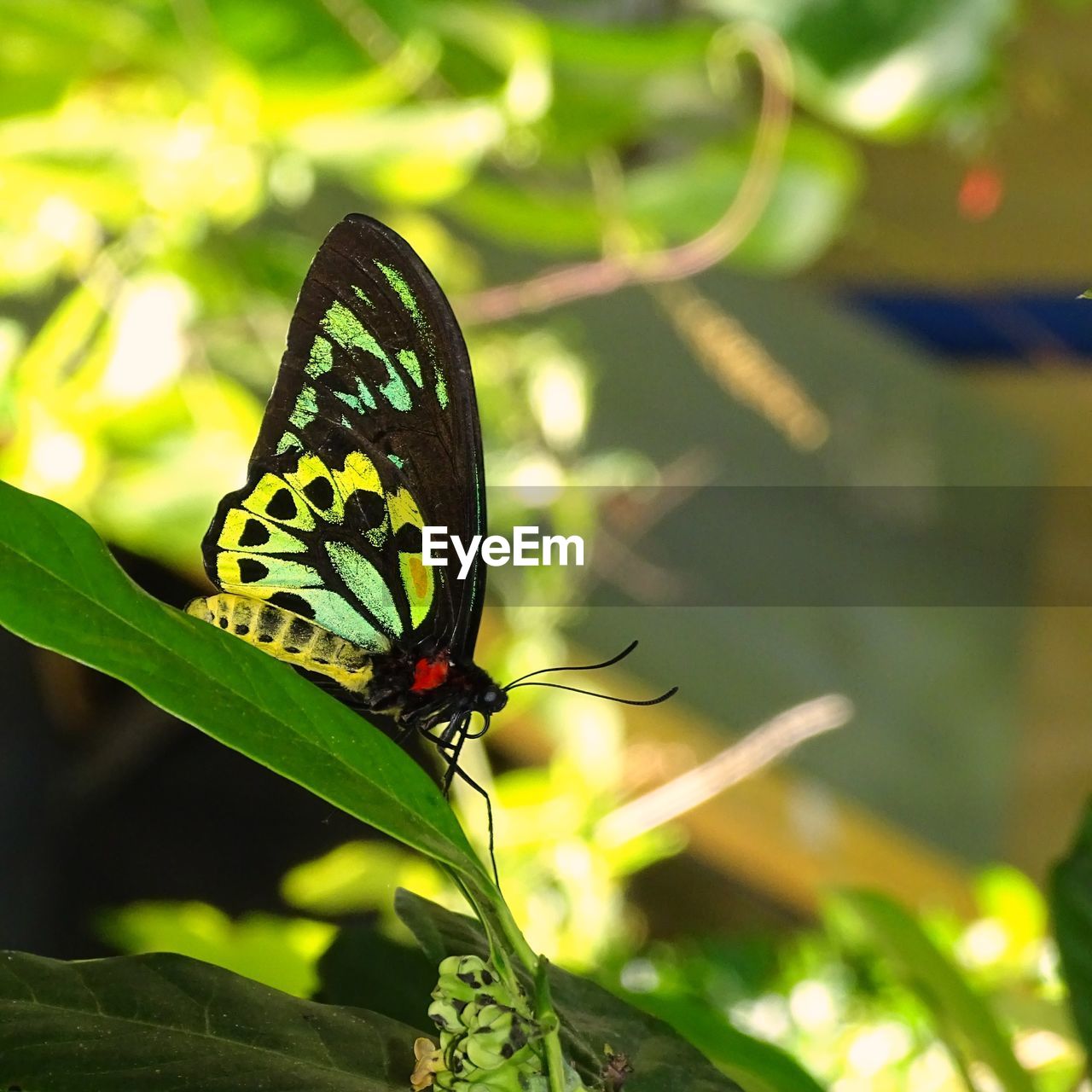 BUTTERFLY ON FLOWER