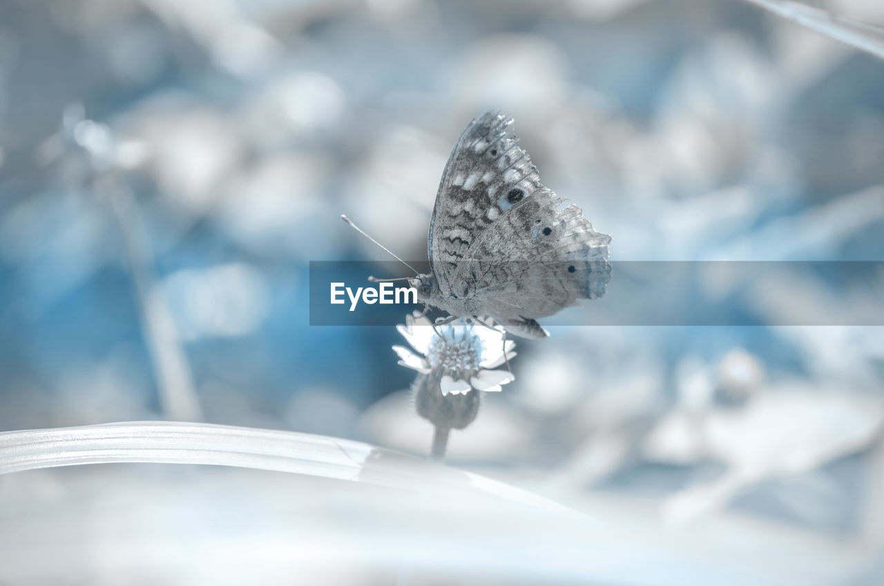 Close-up of butterfly pollinating on flower