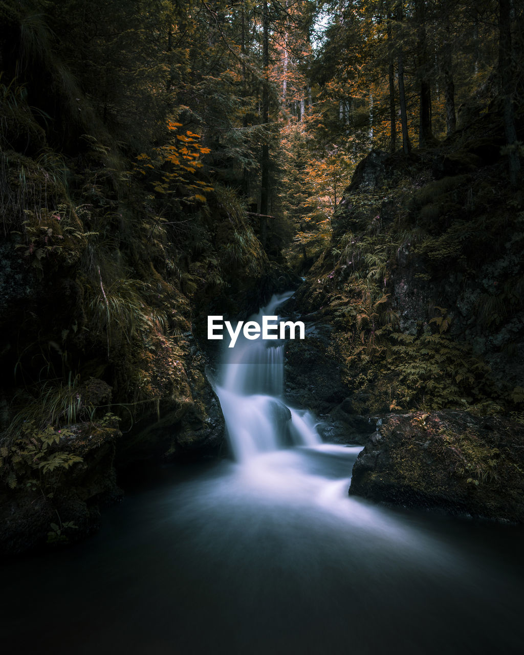 WATERFALL AMIDST TREES IN FOREST