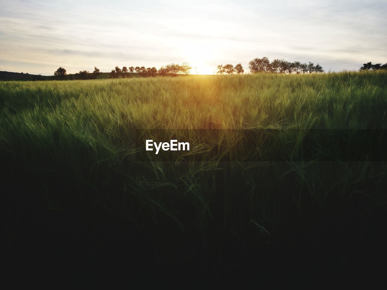 VIEW OF WHEAT FIELD AGAINST SKY