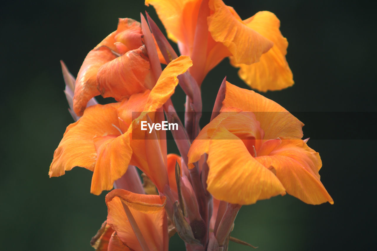 CLOSE-UP OF ORANGE DAY LILIES BLOOMING OUTDOORS