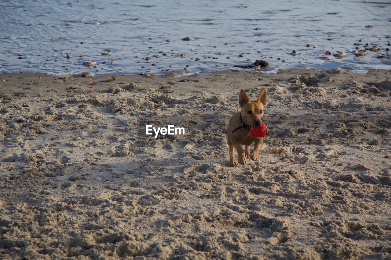 DOG ON SANDY BEACH