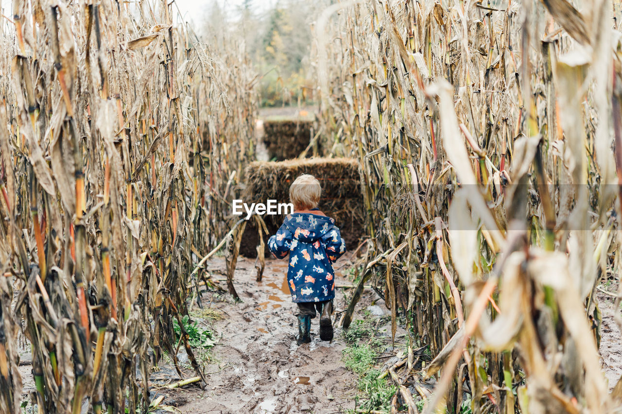 Rear view of boy walking amidst crops at farm