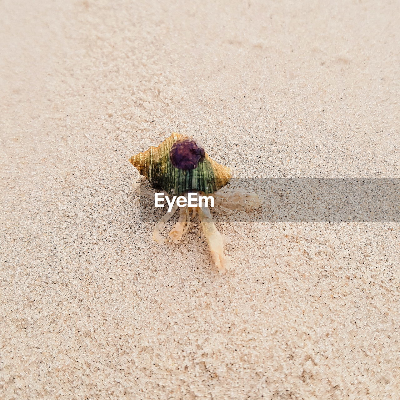 HIGH ANGLE VIEW OF INSECT ON THE BEACH