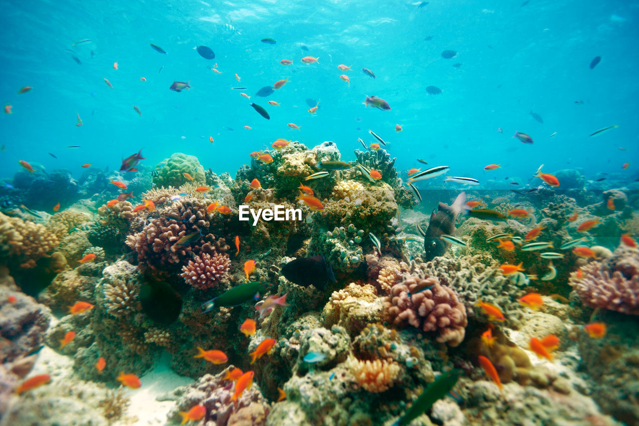 VIEW OF FISH UNDERWATER