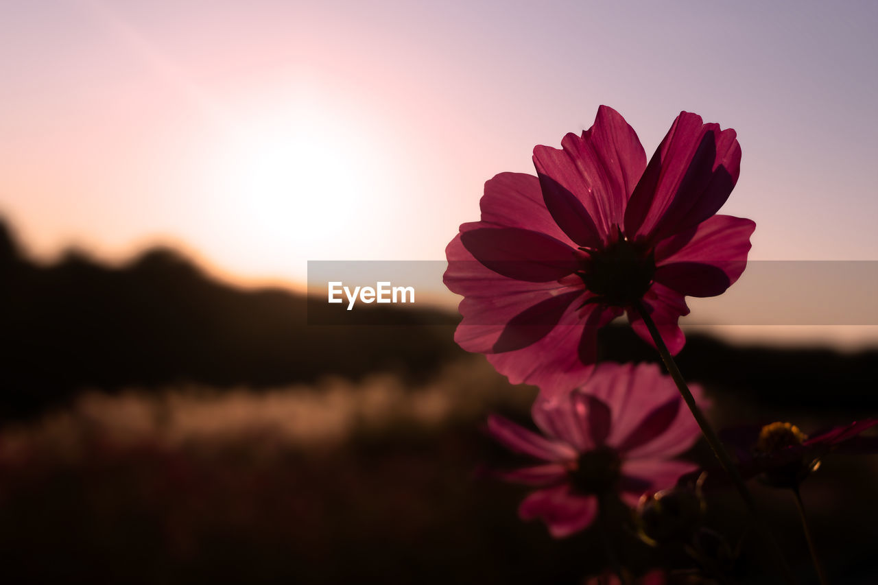 Close-up of yellow cosmos flowering plant